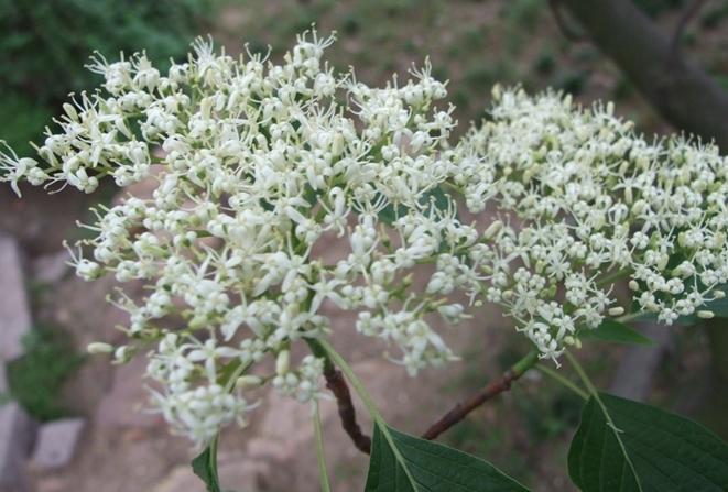 Cornus seeds Tree bonsai Pagoda Dogwood  alternifolia 